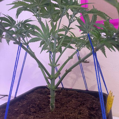 Master Kush growlog timeline photo