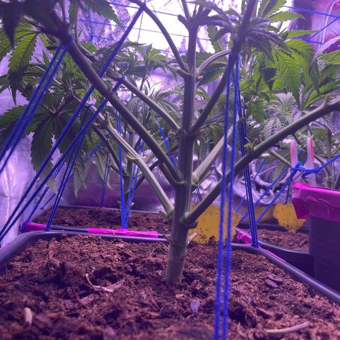 Master Kush growlog timeline photo