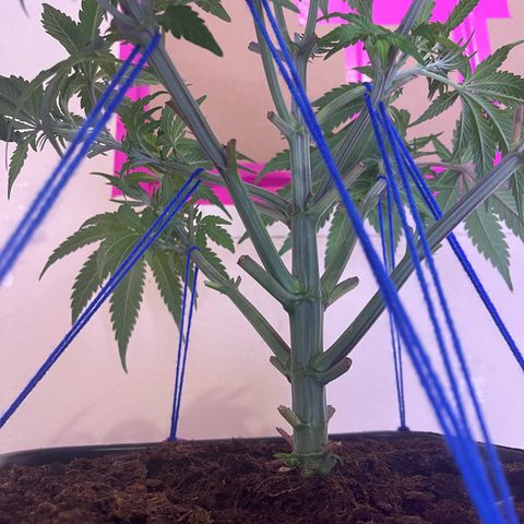 Master Kush growlog timeline photo