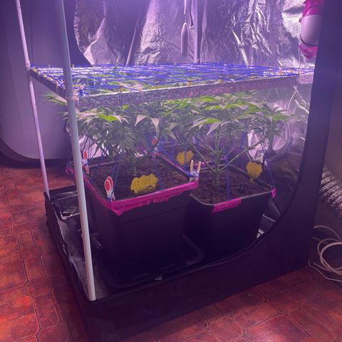 Master Kush growlog timeline photo