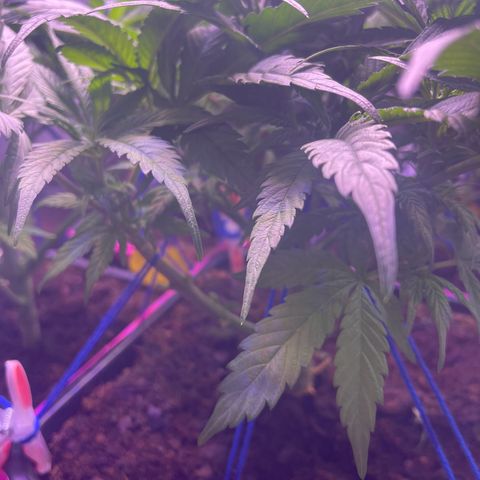 Master Kush growlog timeline photo
