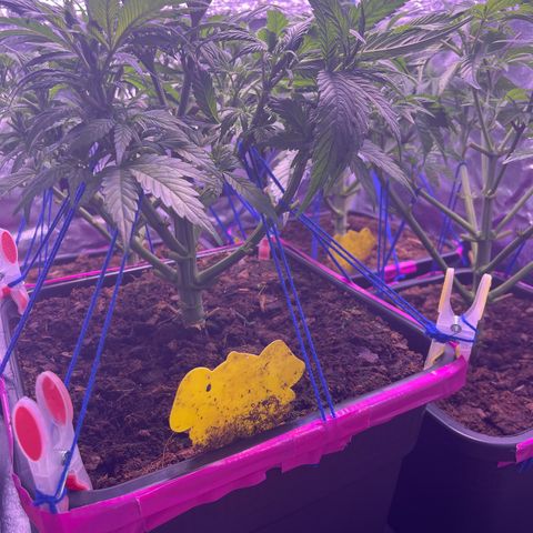 Master Kush growlog photo: Heute Lichtumstellung auf 12/12