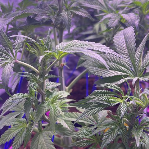 Master Kush growlog photo: Heute Lichtumstellung auf 12/12