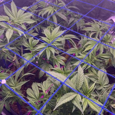 Master Kush growlog photo: Heute Lichtumstellung auf 12/12