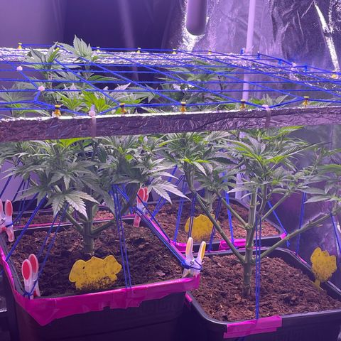 Master Kush growlog timeline photo