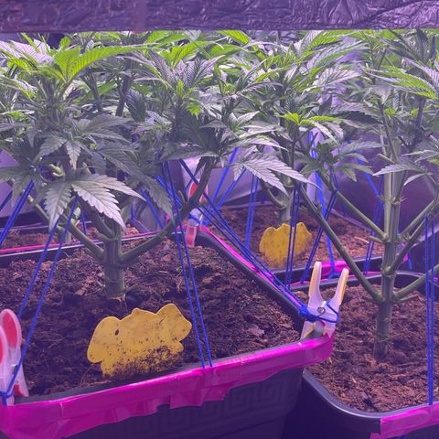 Master Kush growlog timeline photo