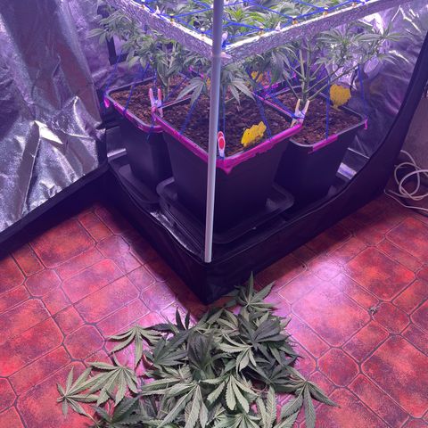 Master Kush growlog photo: Heute Lichtumstellung auf 12/12