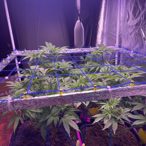 Master Kush growlog timeline photo