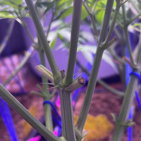 Master Kush growlog timeline photo