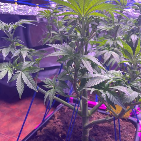 Master Kush growlog timeline photo