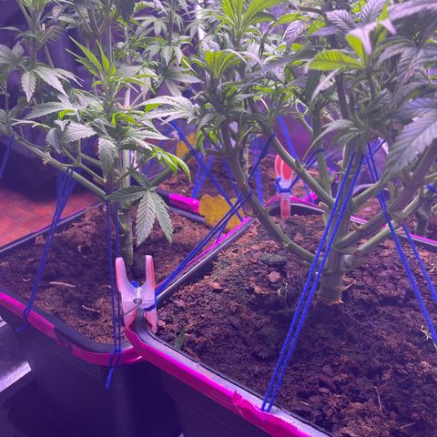 Master Kush growlog timeline photo
