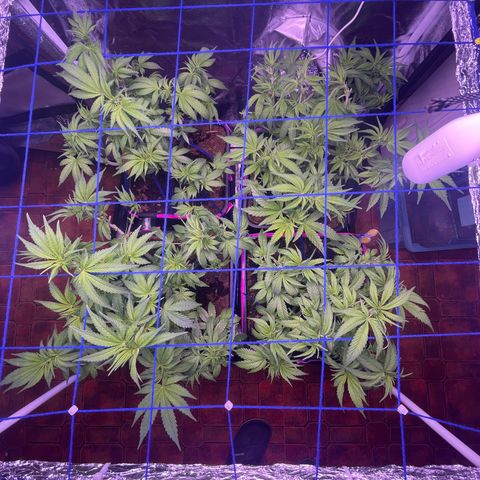 Master Kush growlog timeline photo