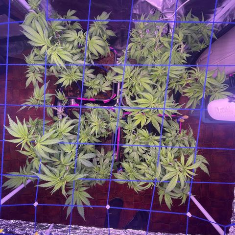 Master Kush growlog timeline photo