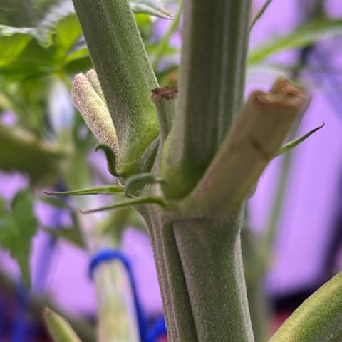 Master Kush growlog timeline photo