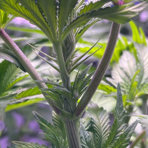 Master Kush growlog timeline photo