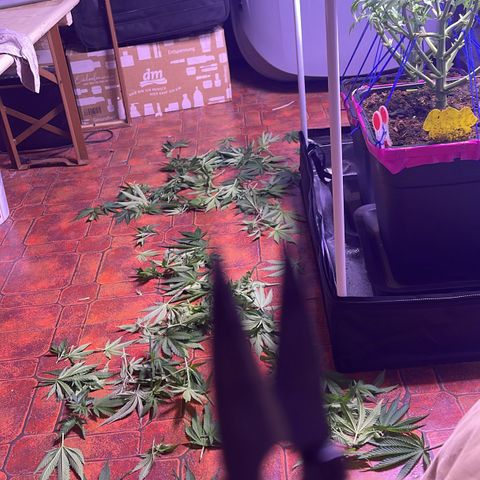 Master Kush growlog timeline photo