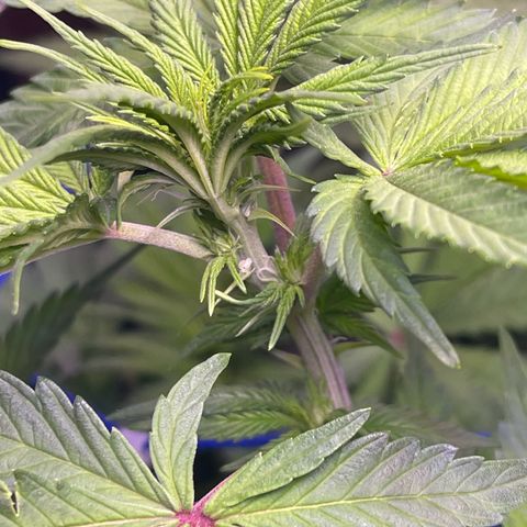 Master Kush growlog timeline photo