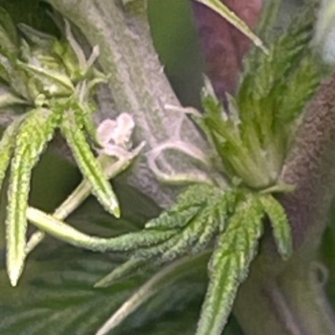 Master Kush growlog timeline photo