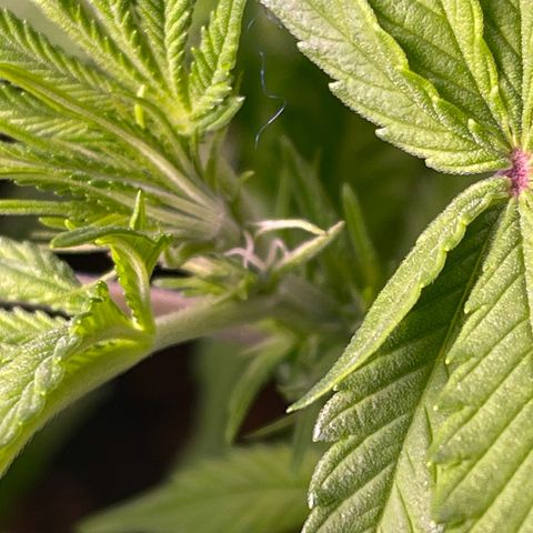 Master Kush growlog timeline photo