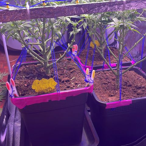 Master Kush growlog timeline photo