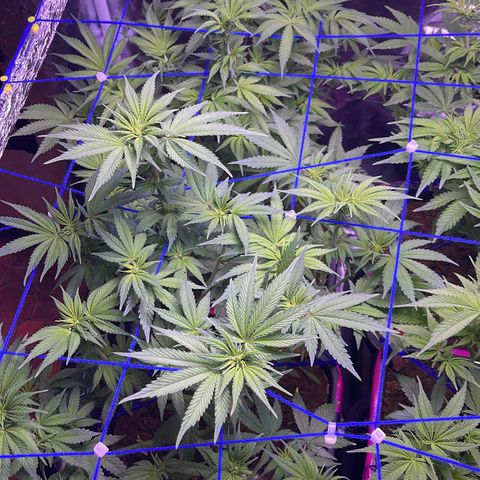Master Kush growlog timeline photo