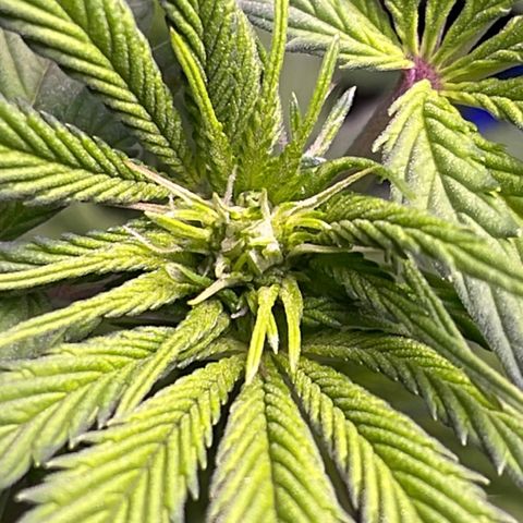 Master Kush growlog timeline photo