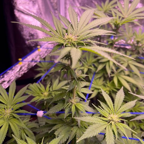 Master Kush growlog timeline photo