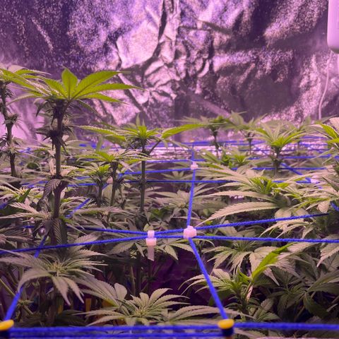 Master Kush growlog timeline photo