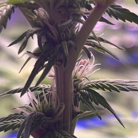 Master Kush growlog timeline photo