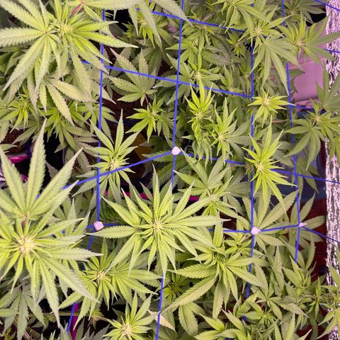 Master Kush growlog timeline photo