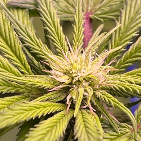 Master Kush growlog timeline photo