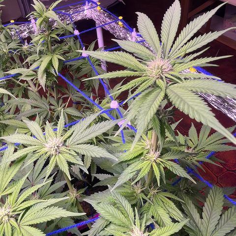 Master Kush growlog timeline photo