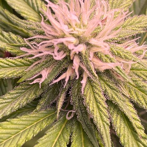 Master Kush growlog timeline photo