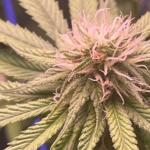 Master Kush growlog timeline photo