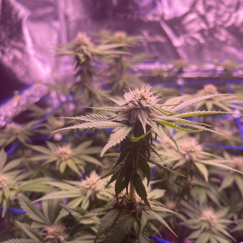 Master Kush growlog timeline photo
