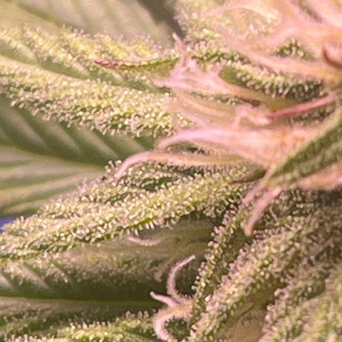 Master Kush growlog timeline photo