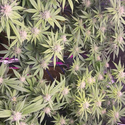 Master Kush growlog photo: Das selbstgebaute Netz wieder entfernt das es fusselt an den Blüten 