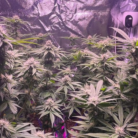 Master Kush growlog photo: Das selbstgebaute Netz wieder entfernt das es fusselt an den Blüten 
