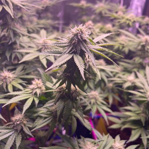 Master Kush growlog photo: Das selbstgebaute Netz wieder entfernt das es fusselt an den Blüten 