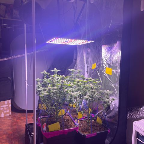 Master Kush growlog photo: Das selbstgebaute Netz wieder entfernt das es fusselt an den Blüten 