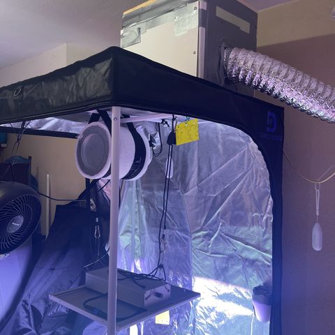 Master Kush growlog photo: Das selbstgebaute Netz wieder entfernt das es fusselt an den Blüten 