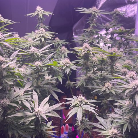 Master Kush growlog timeline photo