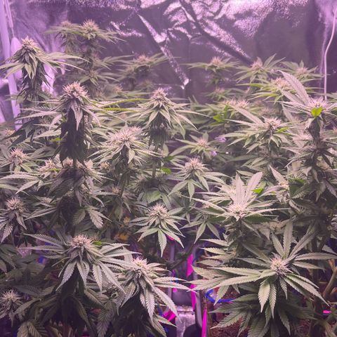 Master Kush growlog timeline photo