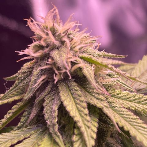 Master Kush growlog timeline photo