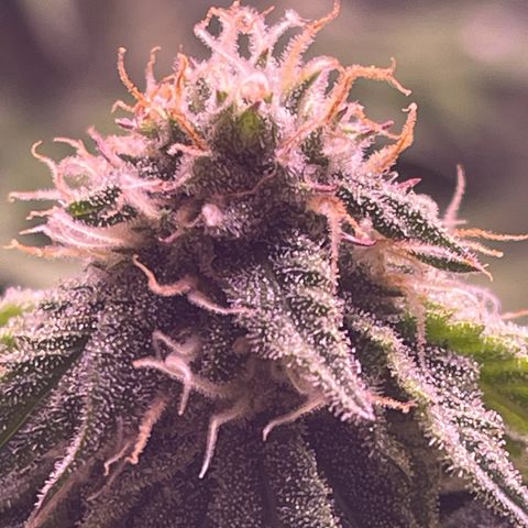 Master Kush growlog timeline photo