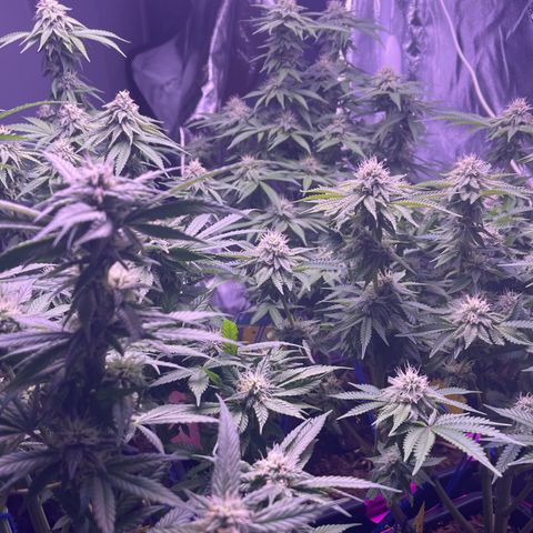 Master Kush growlog timeline photo