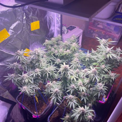 Master Kush growlog timeline photo