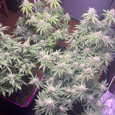 Master Kush growlog timeline photo