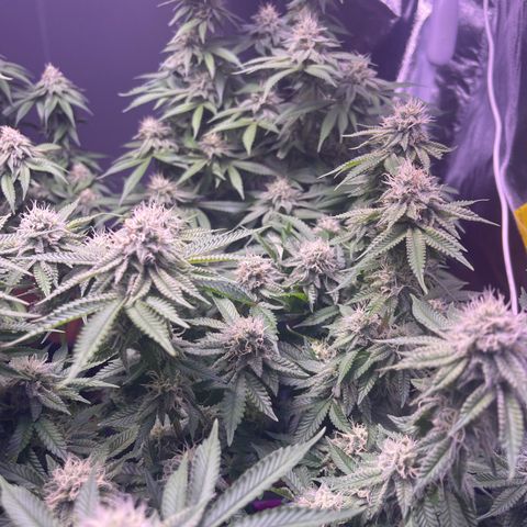 Master Kush growlog timeline photo