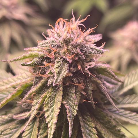 Master Kush growlog timeline photo
